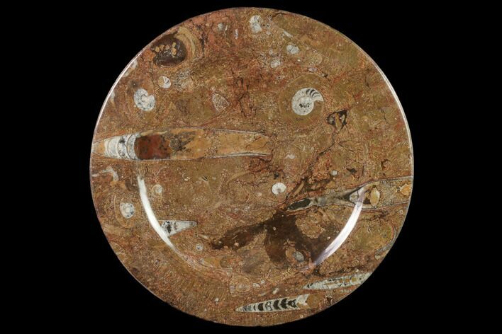 Fossil Orthoceras & Goniatite Round Plate - Stoneware #140059